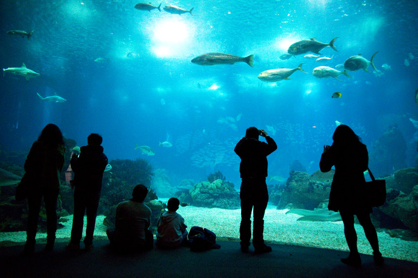 Besucher vor einem riesigen Meerwasseraquarium